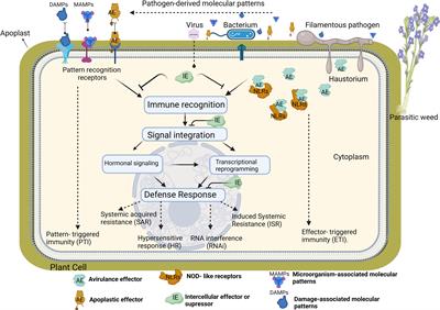 Genome editing for healthy crops: traits, tools and impacts